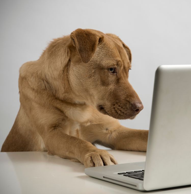 Expertenwissen in einem Webdesign Blog