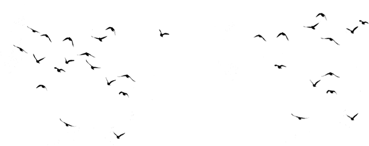 Professionelle Website Vogel Bild